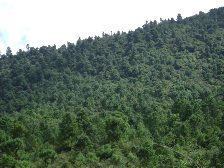 鄉草菁村民委員會松樹林上村 生態林