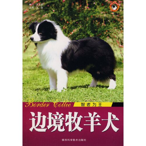 邊境牧羊犬智者為王