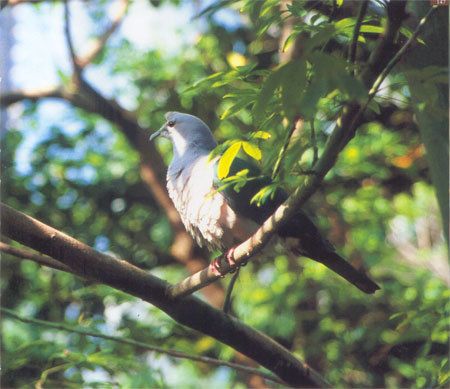 綠皇鳩廣東亞種