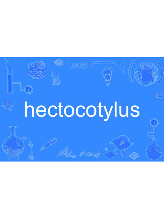 hectocotylus