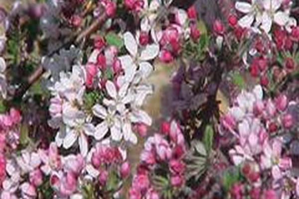 Malus \x27Pink Princess\x27