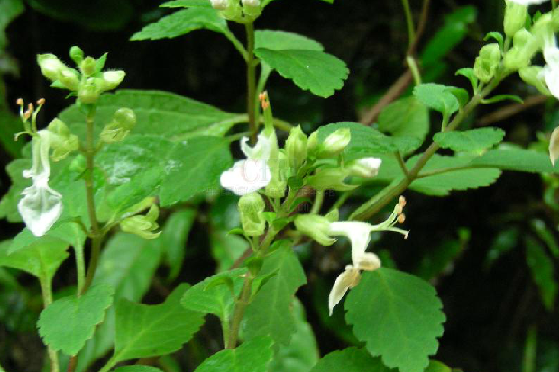 細錐香茶菜(野蘇麻（野蘇麻）)