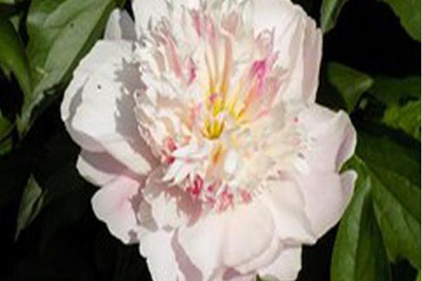 Paeonia lactiflora \x27Do Tell\x27