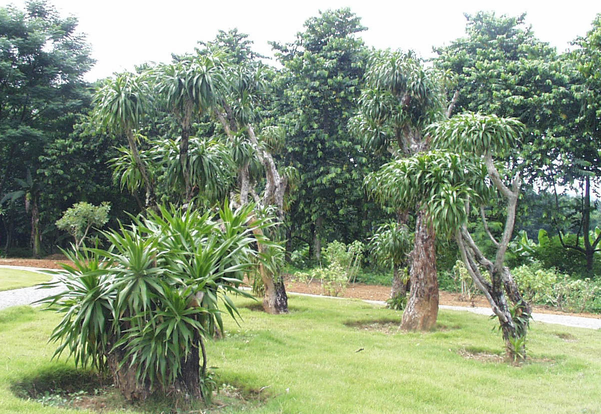 中國科學院西雙版納熱帶植物園