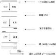 隨機引物PCR