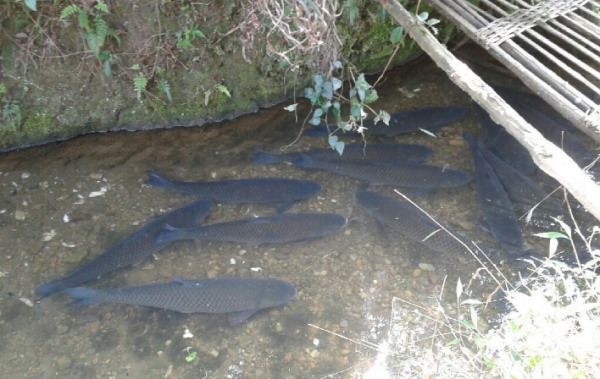 小魚塘養殖的氹仔魚