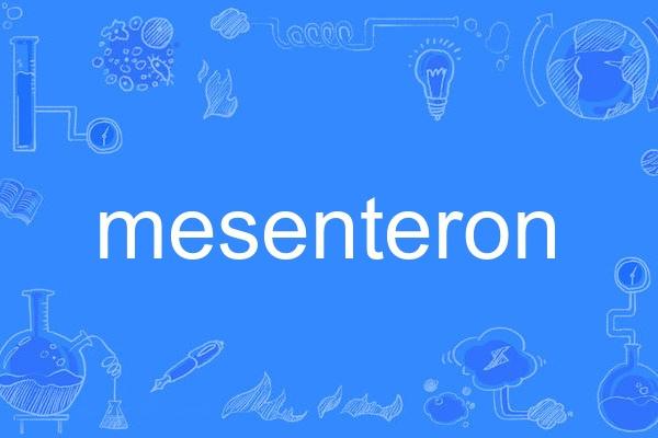 mesenteron