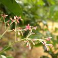 杜仲藤(植物)