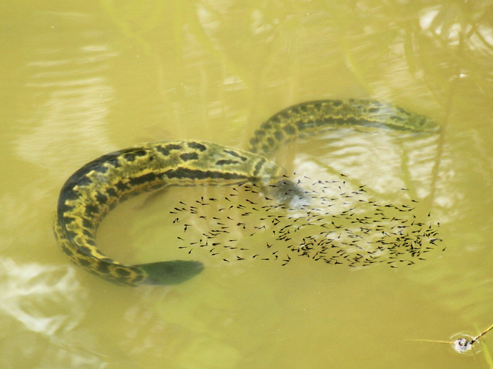 池沼浮游生物