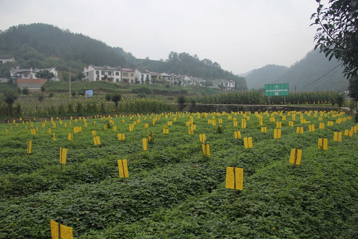 平利縣神草園茶業有限公司