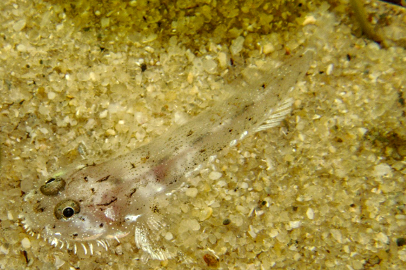 髯毛蝦虎魚屬