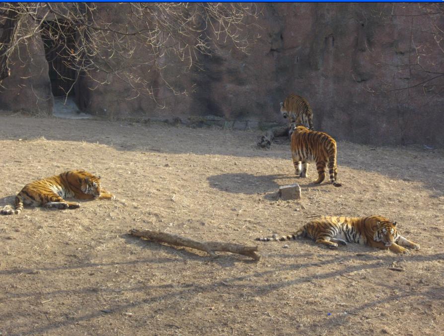 青島動物園獅虎山