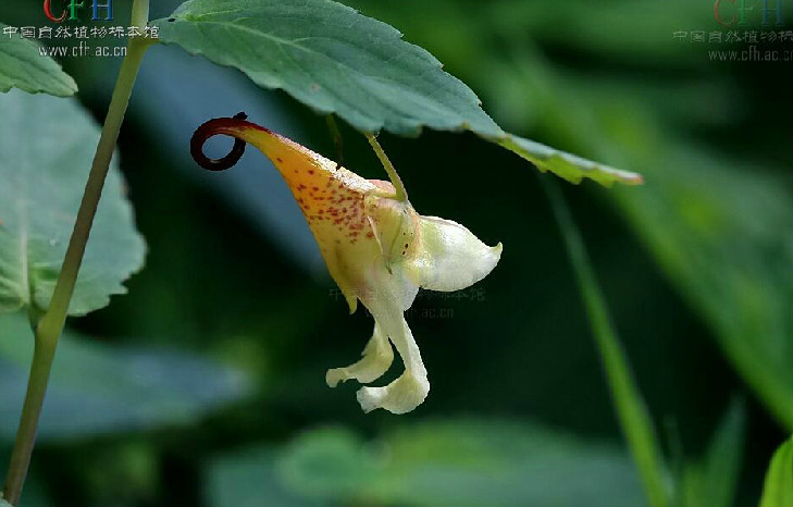 長翼鳳仙花