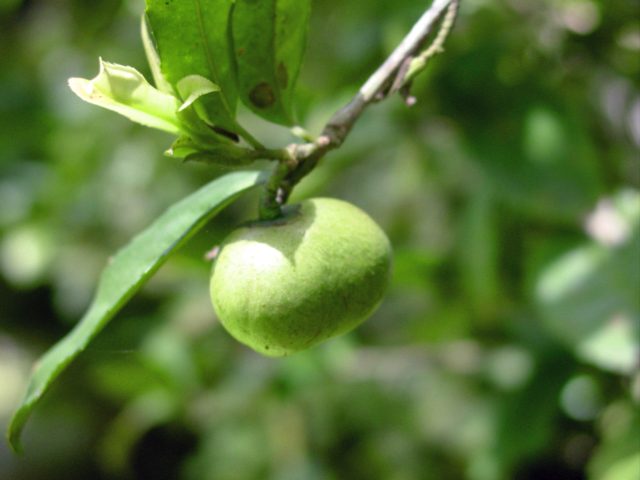 天峨金花茶果實