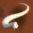 白鱗蛇
