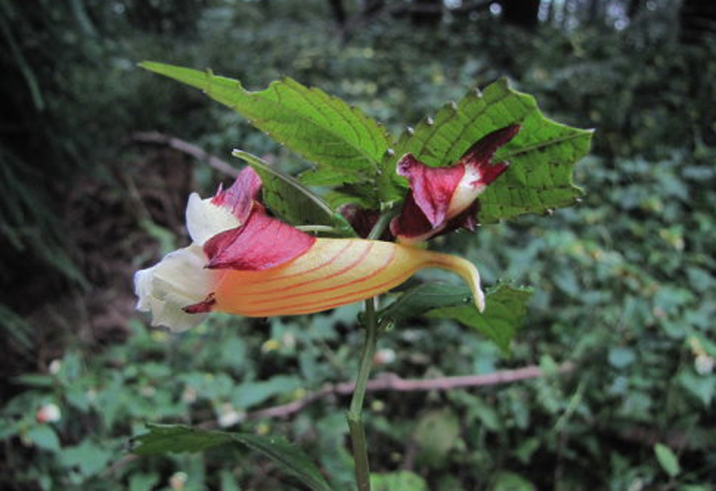 紫萼鳳仙花