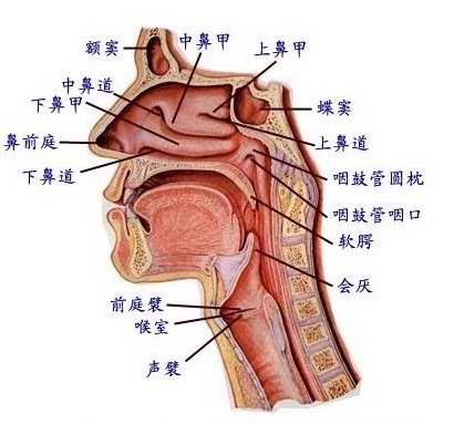 頑固性過敏性鼻炎