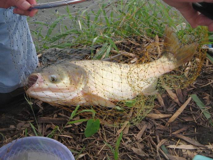 野豬湖胖頭魚