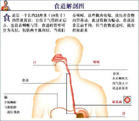 擬氣管