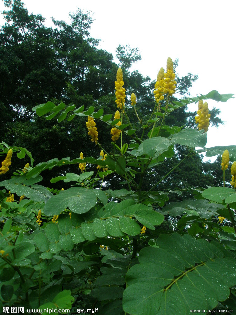 黃花決明