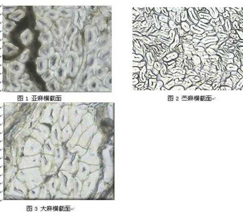 棉麻藤莖橫切面