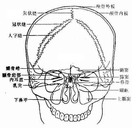 頭顱