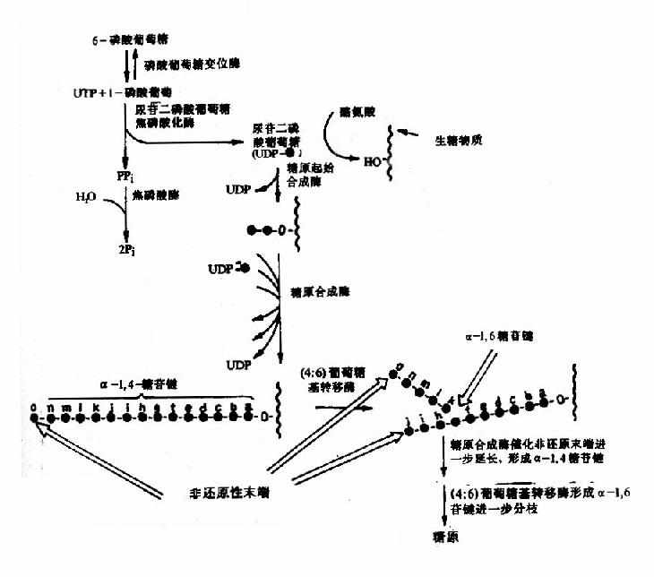 糖原(糖元)