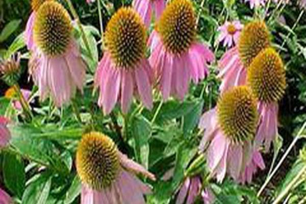 Echinacea purpurea \x27Kim\x27s Knee High\x27