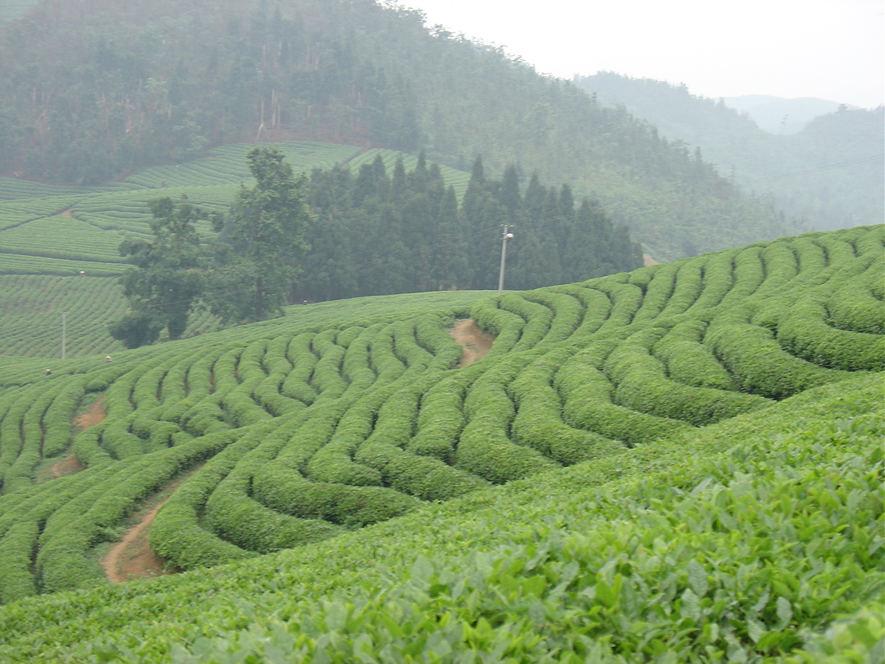 湖南瀟湘茶業有限公司生產基地