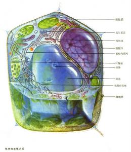 細胞和細胞器