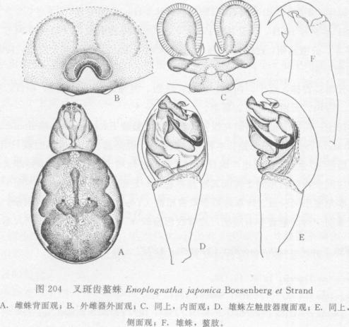 叉斑齒螯蛛