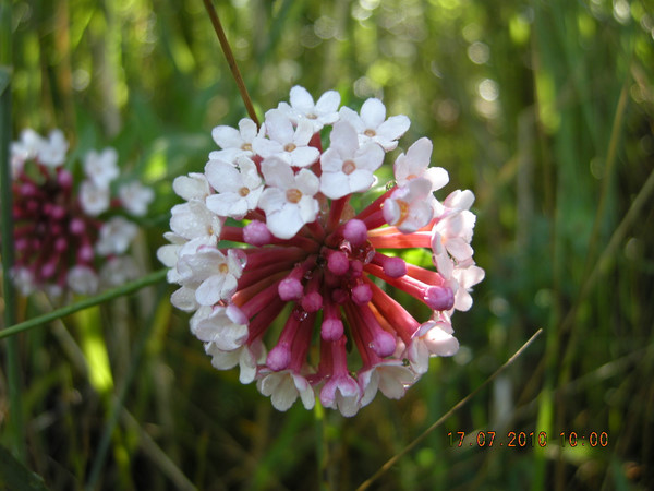 饅頭花