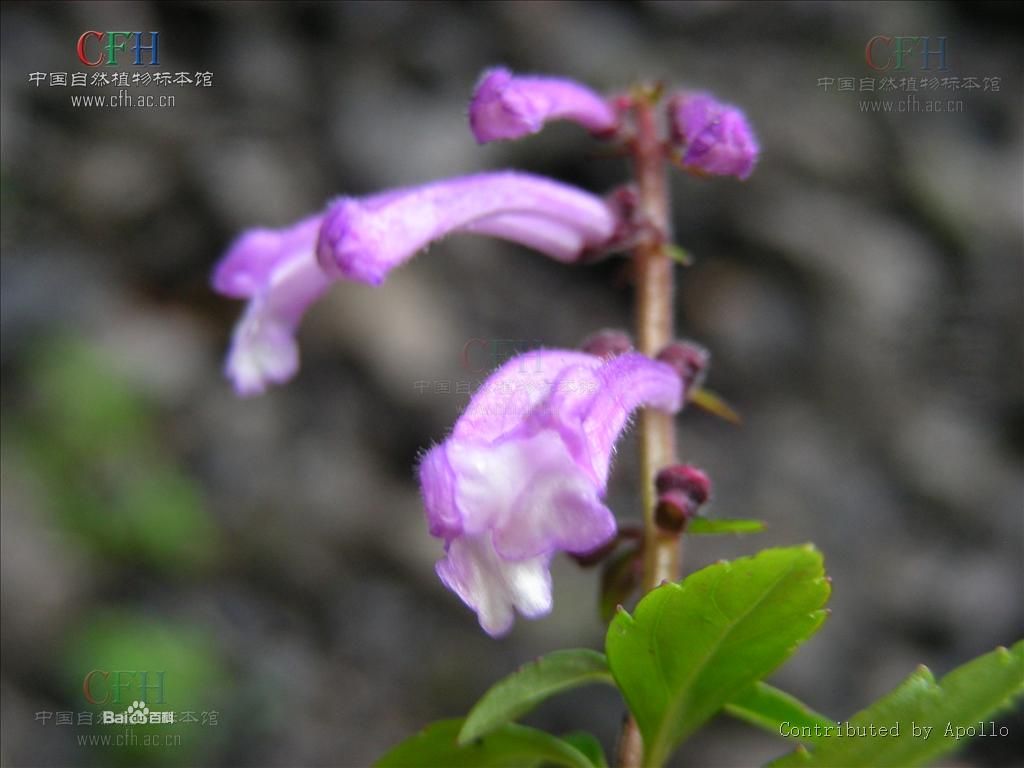 變黑黃芩