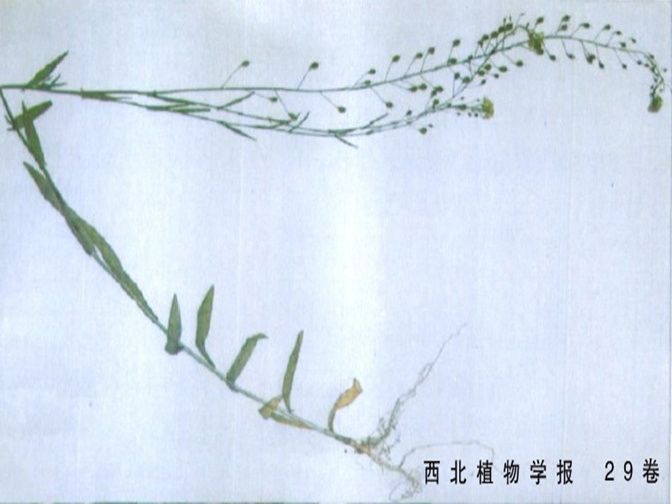 小果薺(小果亞麻薺)