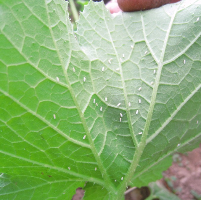 碧冬茄(矮牽牛花)