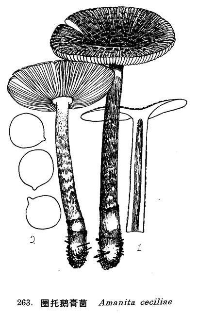 圈托鵝膏菌