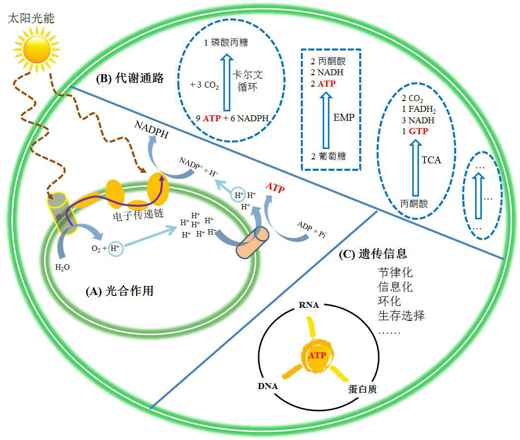 生物化學(自然科學中的交叉學科)