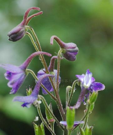 毛莖翠雀花