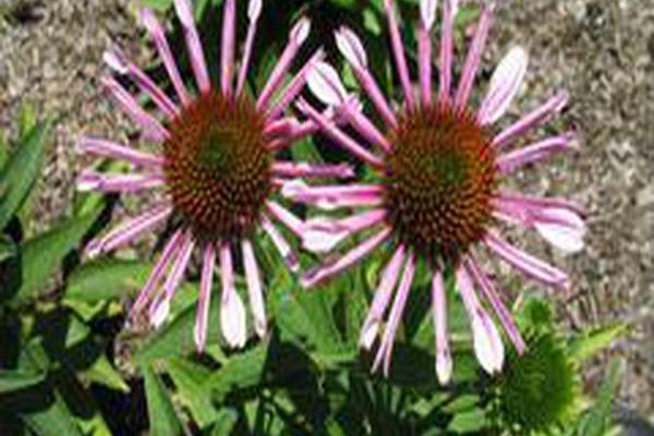 Echinacea \x27All that Jazz\x27