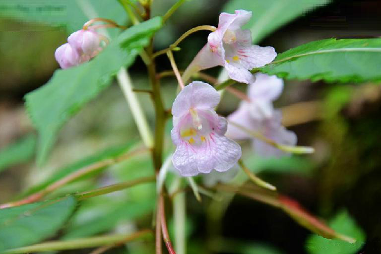 闊萼鳳仙花