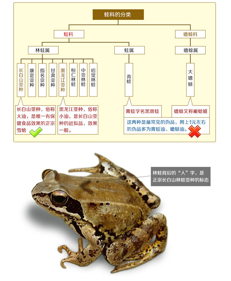 吉林長白山中國林蛙油