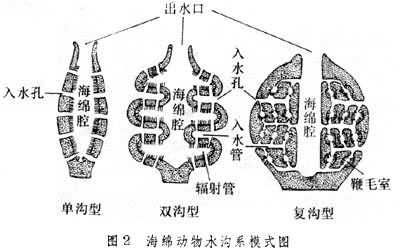 海綿動物水溝系示意圖