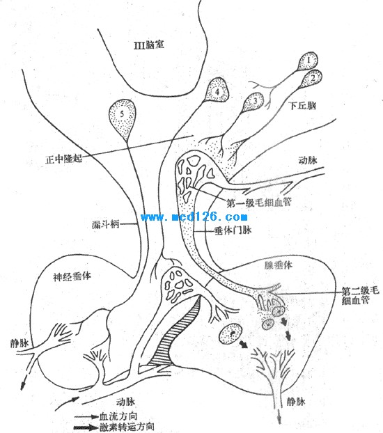 下丘腦垂體激素測定