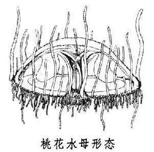 信陽桃花水母