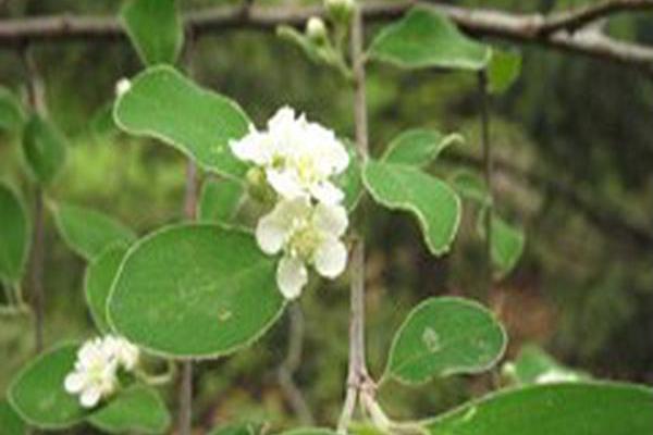 Cotoneaster suavis