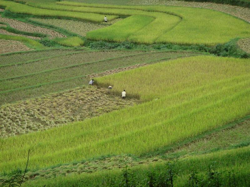 田園