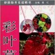 彩圖版養花說明書：彩葉草(彩葉草/彩圖版養花說明書)