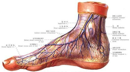 脛前肌腱劈開移位術