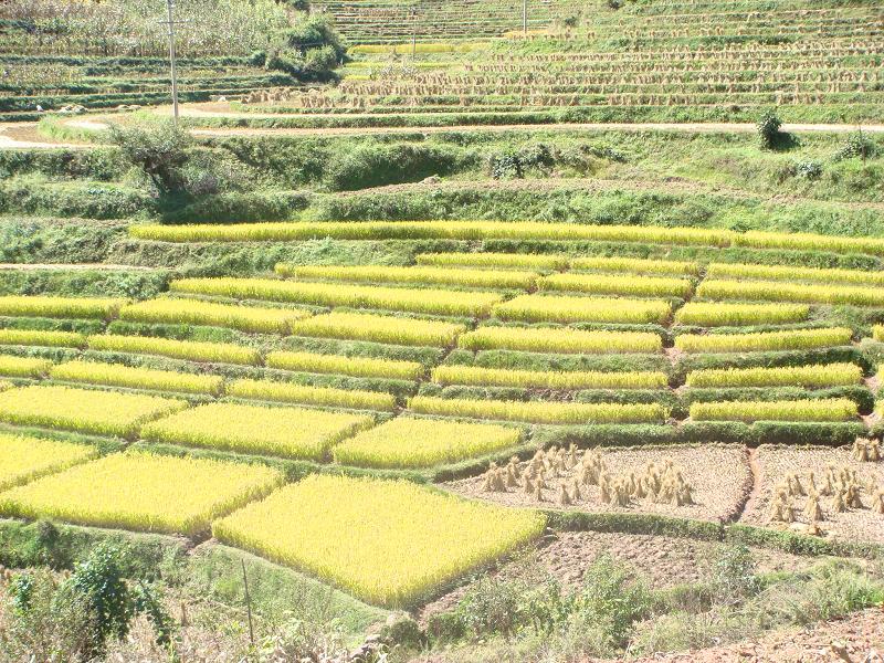 大登尾自然村