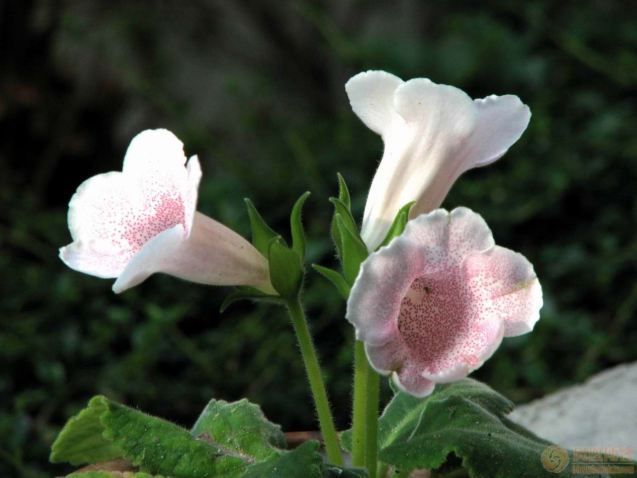 煙筒花